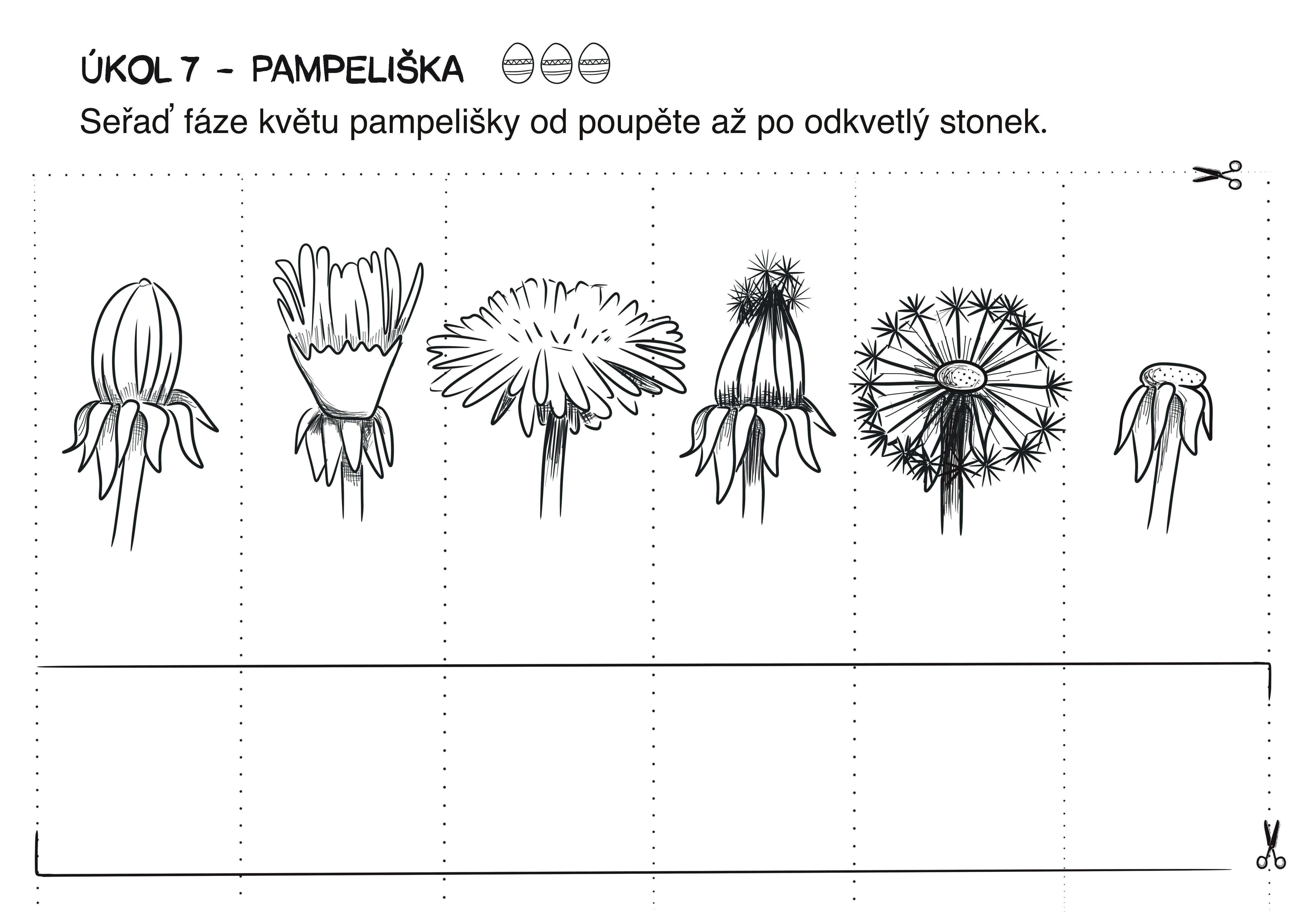 7_Pampeliska (2)